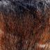 Beaver Fur